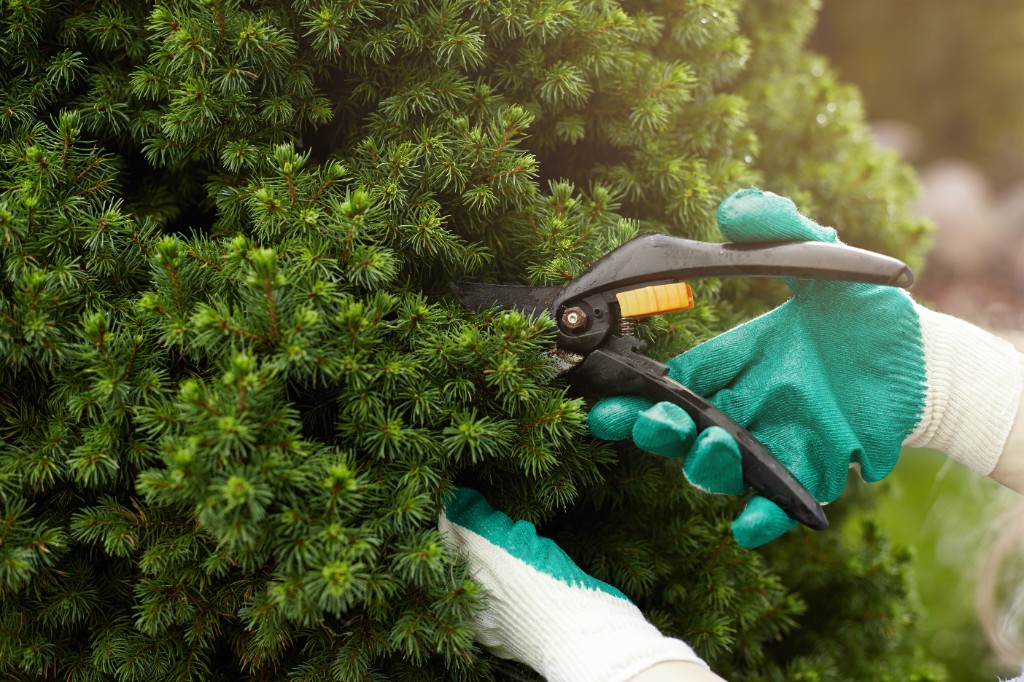Charles Tree Services arborist trimming plants
