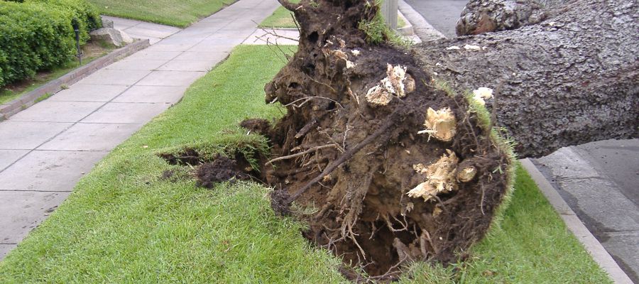 Before tree work