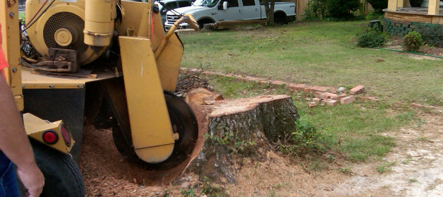 After tree work