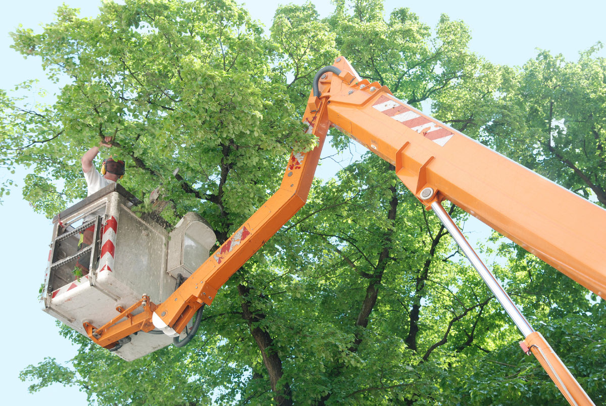 Before tree work